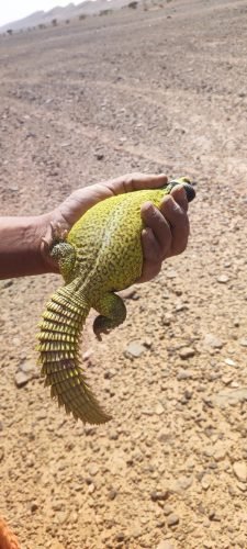 IMG 20250407 154034 (1)